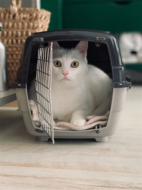 virgin pwet|Pet transport .